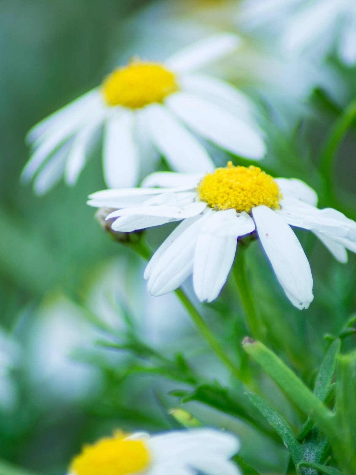 HerbaTherapy Római kamilla illóolaj Chamaemelum nobile HerbaTherapy Római kamilla illóolaj Chamaemelum nobile