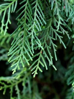 HerbaTherapy Ciprus illóolaj Cupressus sempervirens